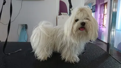 Salon Pielęgnacji Psów ŁAPA